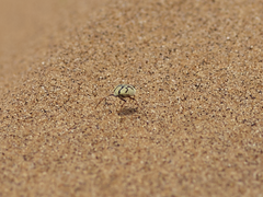 Zophosis fairmairei