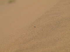 Zophosis fairmairei