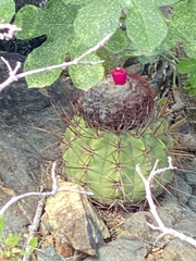 Melocactus curvispinus koolwijkianus