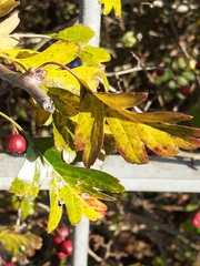 Crataegus