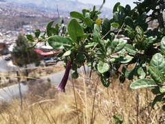 Dunalia brachyacantha