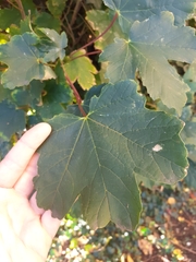 Acer pseudoplatanus
