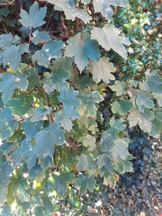 Acer pseudoplatanus