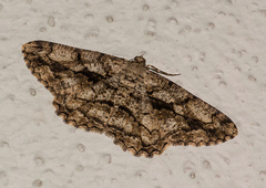 Peribatodes umbraria