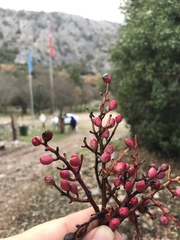 Pistacia terebinthus