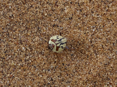 Zophosis fairmairei