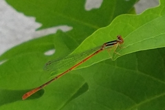 Leptobasis vacillans