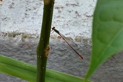 Leptobasis vacillans