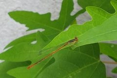 Leptobasis vacillans