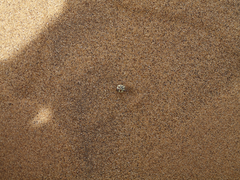 Zophosis fairmairei