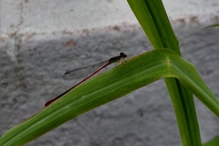 Leptobasis vacillans