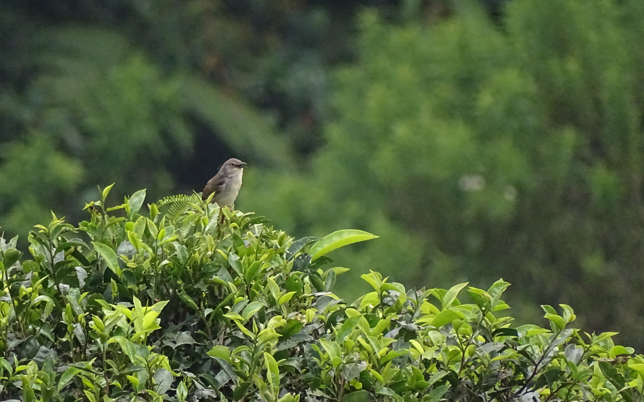 Brown Prinia