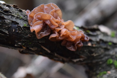 Phaeotremella foliacea