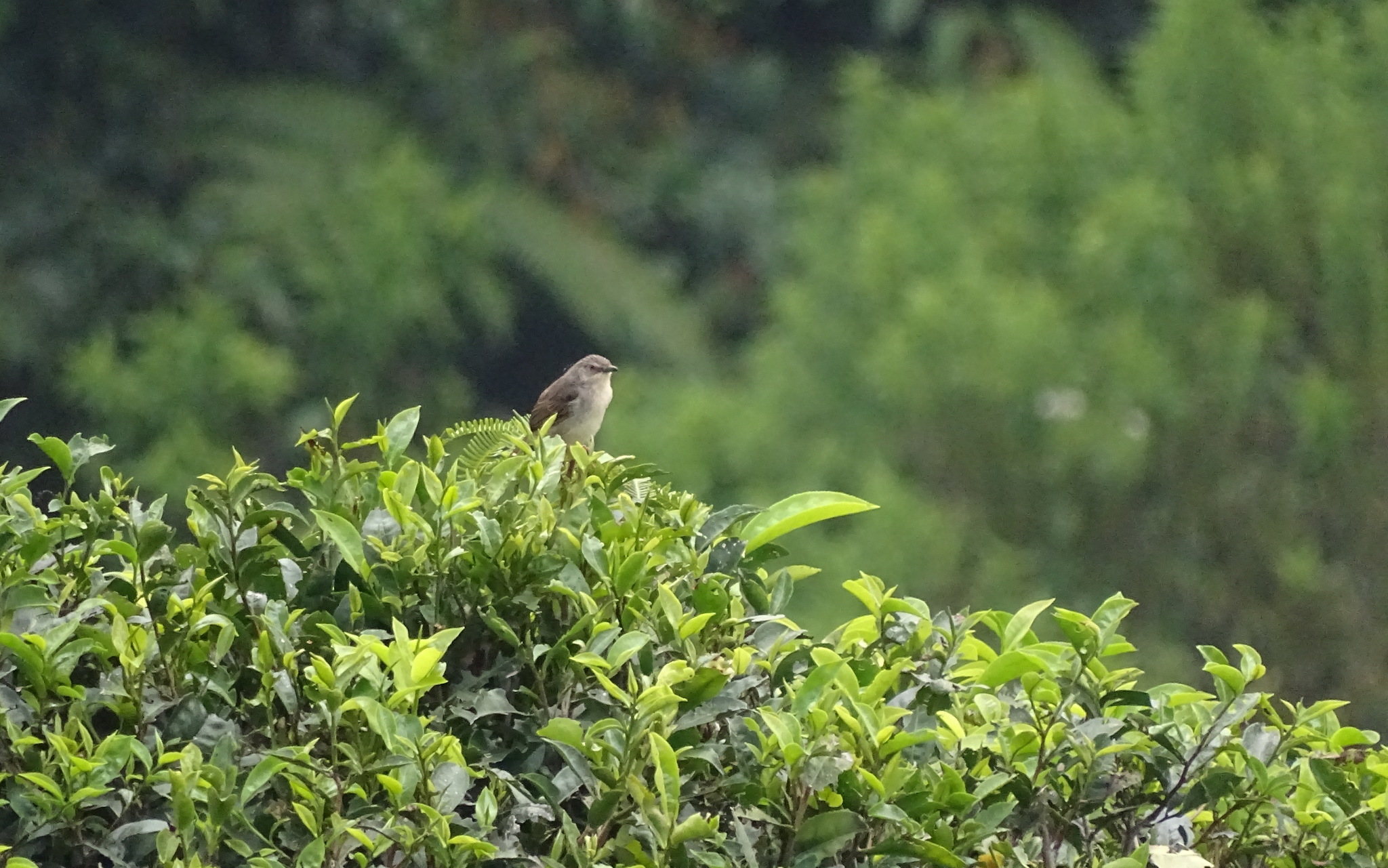 Brown Prinia