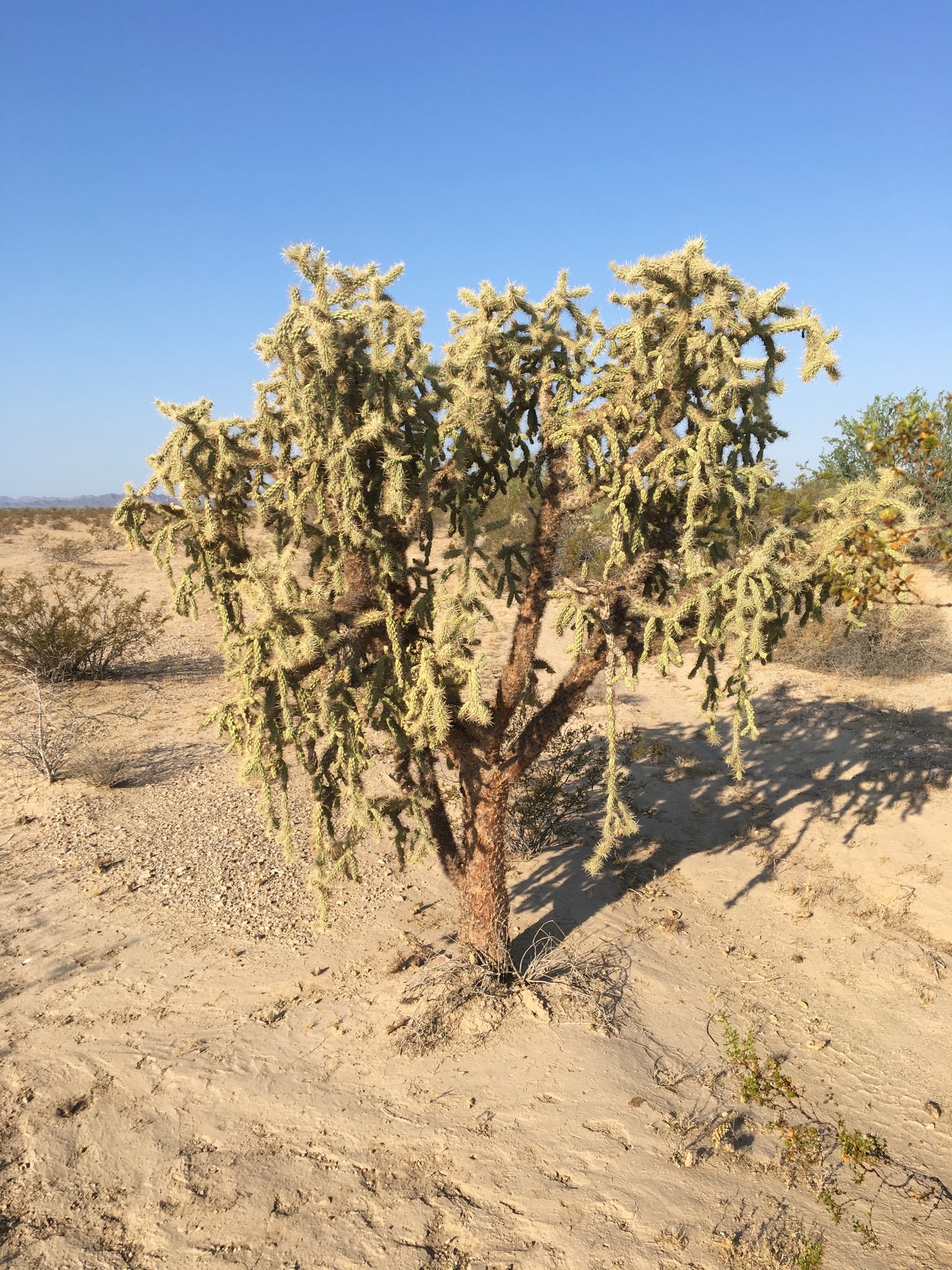 Cylindropuntia munzii