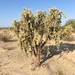 Munz's Cholla - Photo (c) Camden Bruner, some rights reserved (CC BY-NC-ND)