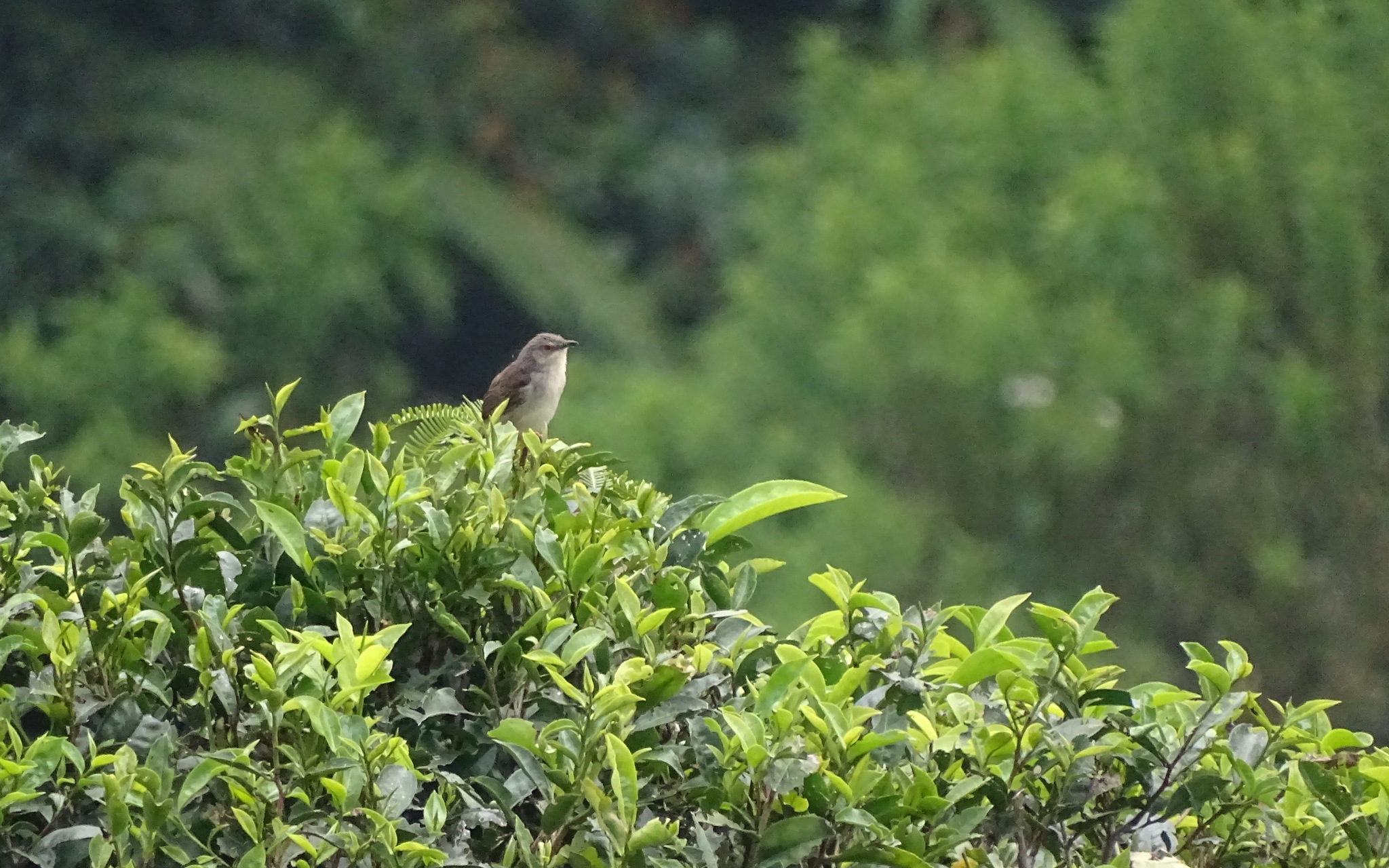 Brown Prinia