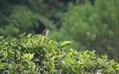 Prinia polychroa