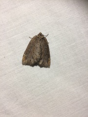 Spodolepis substriataria