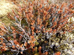 Epacris alpina
