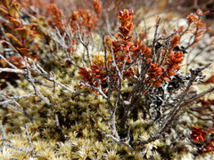 Epacris alpina