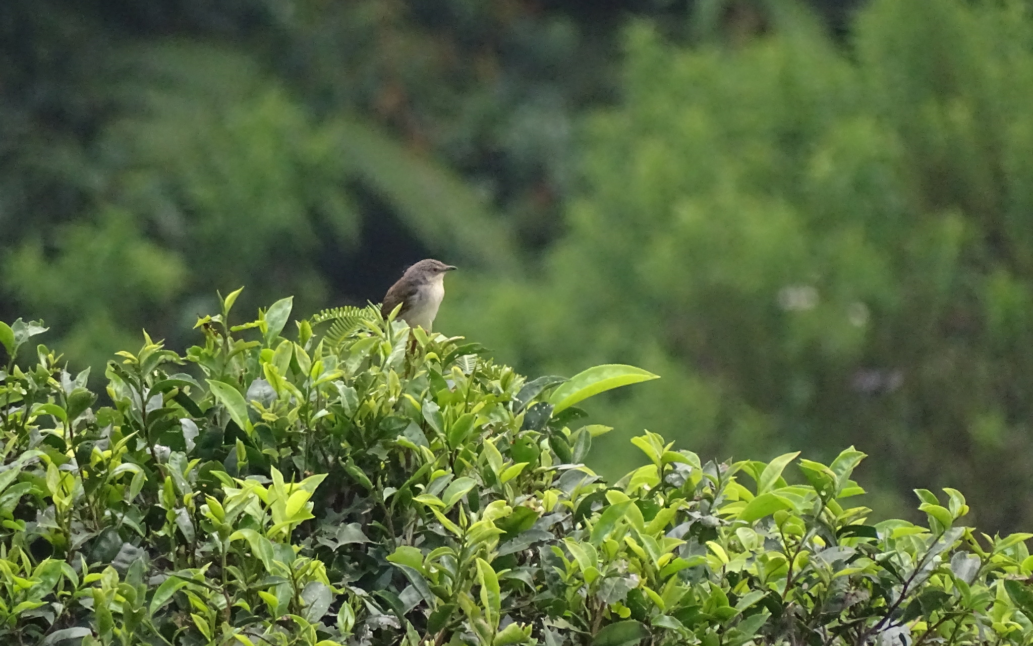 Brown Prinia
