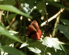 Biblis hyperia nectanabis