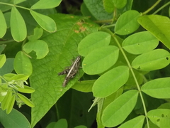 Boopedon flaviventris