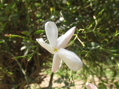 Jasminum officinale