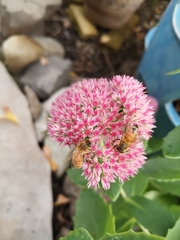 Apis mellifera