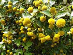 Podanthus ovatifolius