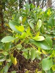 Laurelia sempervirens