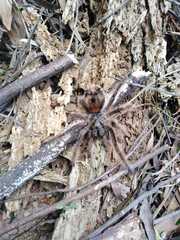 Phrixotrichus vulpinus