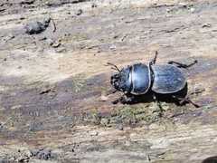 Apterodorcus bacchus