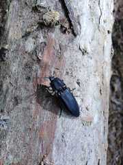 Tibionema abdominalis