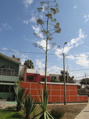 Furcraea occidentalis