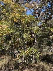 Quercus sinuata breviloba