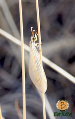 Myrmecaelurus trigrammus