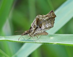 Anisochoria sublimbata