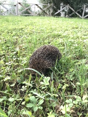 Erinaceus concolor