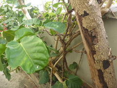 Polyscias scutellaria