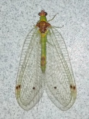 Leucochrysini