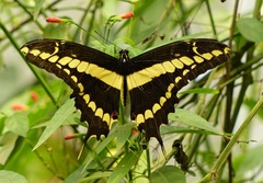 Heraclides thoas brasiliensis