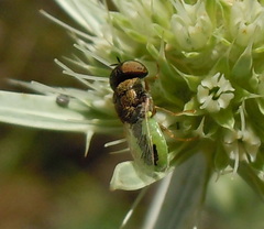 Oplodontha viridula