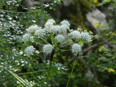 Laserpitium gallicum