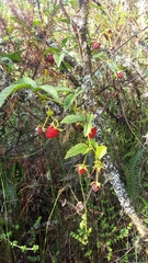 Rubus roseus