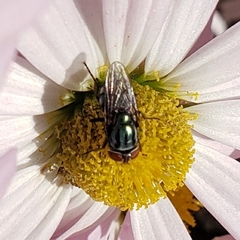 Cochliomyia