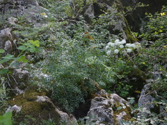 Laserpitium gallicum