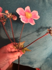 Eriocapitella × hybrida