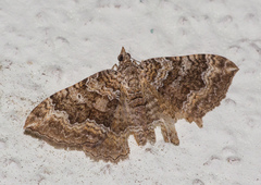 Camptogramma bistrigata